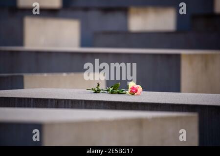 Berlin, Berlin, Deutschland. Januar 2021. Auf einer Betonplatte steht eine Blume am Denkmal für die ermordeten Juden Europas (Denkmal fÃ¼r die ermordeten Juden Europas), auch bekannt als Holocaust-Mahnmal (Holocaust-Mahnmal) am Internationalen Holocaust-Gedenktag. Am 27. Januar 2021 jährt sich 76 Jahre nach der Befreiung des Nazi-Konzentrationslagers Auschwitz der internationale Gedenktag zum Gedenken an die Opfer des Holocaust. Quelle: Jan Scheunert/ZUMA Wire/Alamy Live News Stockfoto