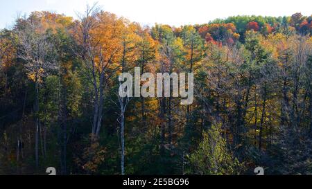 Schöne Herbstszene Hintergrund, Wald mit bunten gelben, roten und orangefarbenen Blättern. Naturkulisse Stockfoto