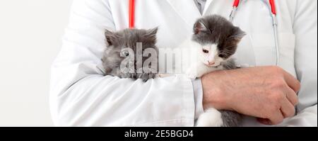 Katzen in Vet Arzt Hände. Arzt Tierarzt Untersuchung Kätzchen. Säugetiere in der Tierklinik. Tierarzneimittel für Haustiere und Katzen. Kätzchen Tier Stockfoto