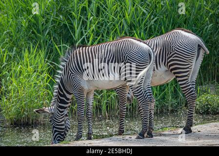 Zwei afrikanische Zebras Trinkwasser in kleiner Lagune, Nahaufnahme, Details Stockfoto