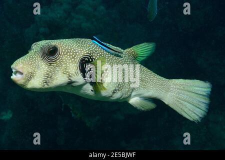 Arothron hispidus, Weißfleckenkugelfisch, Weißflecken-Kugelfisch, Labroides dimidiatus, Cleaner, gewöhnlicher Putzerfisch, Putzsymbiose, Rotes Meer, Ägypten Stockfoto