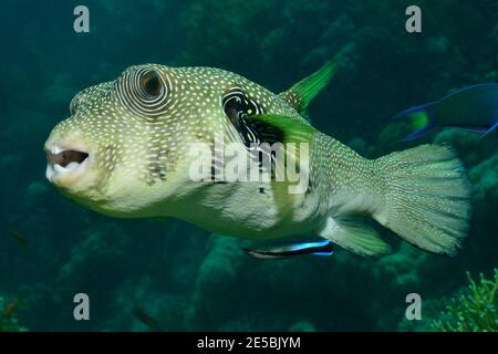 Arothron hispidus, Weißfleckenkugelfisch, Weißflecken-Kugelfisch, Labroides dimidiatus, Cleaner, gewöhnlicher Putzerfisch, Putzsymbiose, Rotes Meer, Ägypten Stockfoto