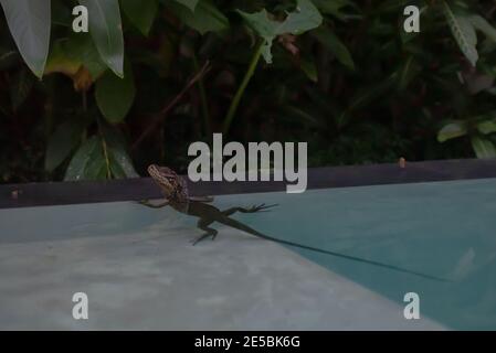 Segelflossen Philippine Lizard oder Hydrosaurus Pustulatus im Schwimmbad Stockfoto