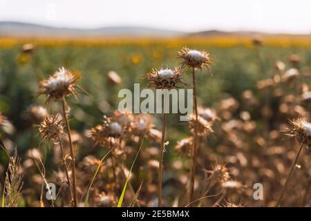 Thistle Flowers Closeup bei Sonnenuntergang EIN Sonnenblumenfeld ist an Der Hintergrund Stockfoto