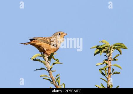 Cretzschmar's Bunting, Emberiza caesia, Erwachsener auf Vegetation, Lesvos, Griechenland, 15. August 2010 Stockfoto