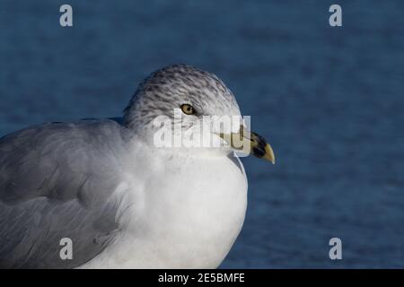 Porträt einer Ringmöwe, Larus delawarensis. Stockfoto