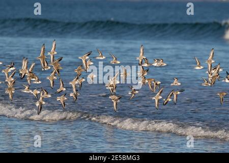 Ein Schwarm von Sanderlingen, Calidris alba, und lila Sandpiper, Calidris maritina, im Flug entlang der Küste von Maine, USA. Stockfoto