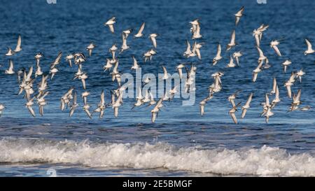 Ein Schwarm von Sanderlingen, Calidris alba, und lila Sandpiper, Calidris maritina, im Flug entlang der Küste von Maine, USA. Stockfoto