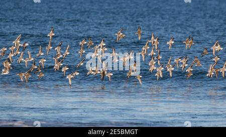 Ein Schwarm von Sanderlingen, Calidris alba, und lila Sandpiper, Calidris maritina, im Flug entlang der Küste von Maine, USA. Stockfoto