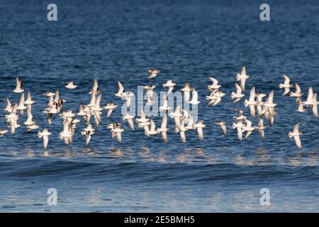 Ein Schwarm von Sanderlingen, Calidris alba, und lila Sandpiper, Calidris maritina, im Flug entlang der Küste von Maine, USA. Stockfoto