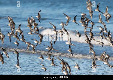Ein Schwarm von Sanderlingen, Calidris alba, und lila Sandpiper, Calidris maritina, im Flug entlang der Küste von Maine, USA. Stockfoto