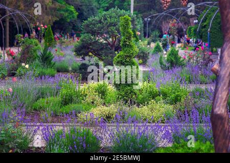 Landschaftsbett im Park mit Pflanzen und einem lockigen Thuja Busch ein Garten mit Pinien und Rosen und Lavendel Blumen in einem Park Frühling Tag. Stockfoto