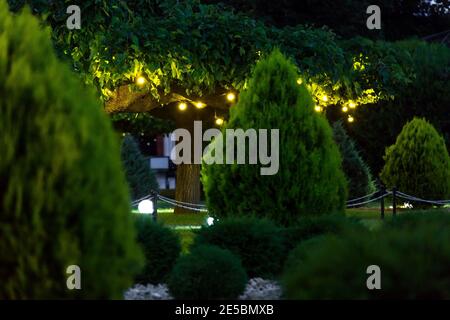 Beleuchtung Feiertagsbeleuchtung mit elektrischer Laterne Lampe Girlande von warm Glühbirnen auf Ästen mit Blättern landschaftlich beleuchtet Abend Szene la Stockfoto