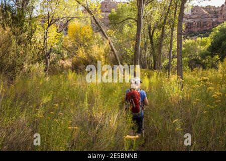 Eine Frau beim Wandern entlang des Escalante Flusses, Grand Staircase-Escalante National Monument, Utah, USA. Stockfoto