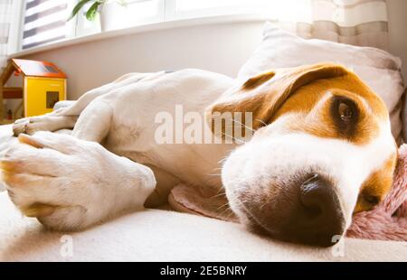 Beagle Hund liegt auf einem gemütlichen Sofa im sonnigen Wohnzimmer. Liebenswert Hunde Hintergrund Stockfoto