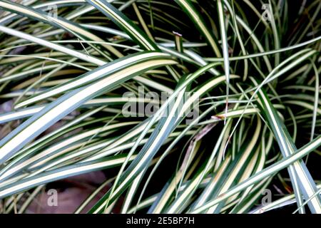 Carex oshimensis ‘Evergold‘ Japanisches Sedge Evergold – dunkelgrünes Ziergras mit zentralem cremefarbenem Streifen, Januar, England, Großbritannien Stockfoto