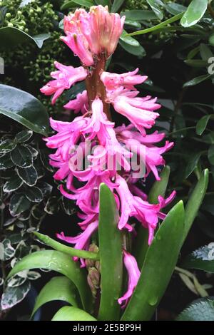 Hyacinthus orientalis ‘Pink Pearl‘ Hyacinth Pink Pearl – rosa Hyazinthe mit blassrosa Einrandung, Januar, England, Großbritannien Stockfoto