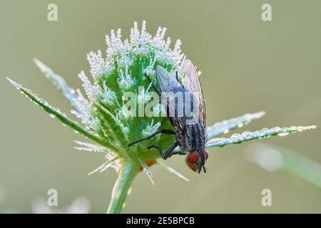 Gemeine Fruchtfliege sitzt auf einer Distelblüte im Morgengrauen. Mit Tröpfchen Morgentau. Unscharfer heller Hintergrund. Gattungsart Sarcophaga carnaria. Stockfoto