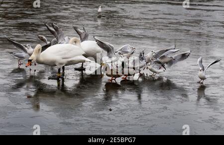 Schwäne, Schwarzkopfmöwen und Stockenten auf einem gefrorenen See in Yorkshire, England. Stockfoto