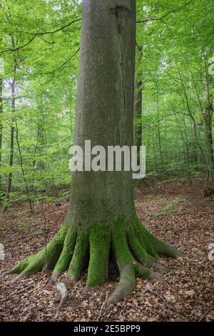 Eine alte Buche mit massiven Wurzeln, deutschland, ein schönes Foto Stockfoto