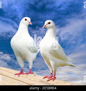 Zwei weiße Tauben auf Barsch mit schönem Himmel, Kaisertaube, Ducula Stockfoto