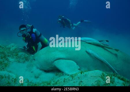 Dugong dugon, dugong, Gabelschwanzseekuh, Ekeneis naucrates, Remora, Gestreifter Schiffshalter, Coraya Beach, Rotes Meer, Ägypten, Rotes Meer, Ägypten Stockfoto