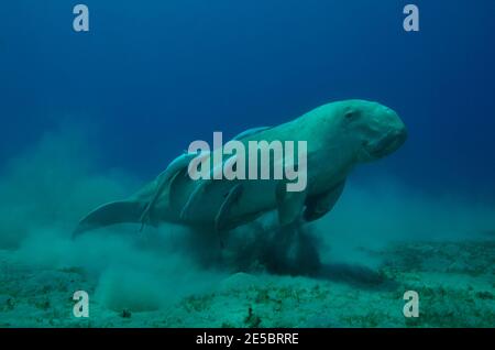 Dugong dugon, dugong, Gabelschwanzseekuh, Ekeneis naucrates, Remora, Gestreifter Schiffshalter, Coraya Beach, Rotes Meer, Ägypten, Rotes Meer, Ägypten Stockfoto