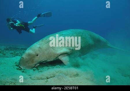 Dugong dugon, dugong, Gabelschwanzseekuh, Ekeneis naucrates, Remora, Gestreifter Schiffshalter, Coraya Beach, Rotes Meer, Ägypten, Rotes Meer, Ägypten Stockfoto