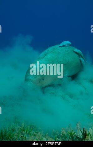 Dugong dugon, dugong, Gabelschwanzseekuh, Ekeneis naucrates, Remora, Gestreifter Schiffshalter, Coraya Beach, Rotes Meer, Ägypten, Rotes Meer, Ägypten Stockfoto