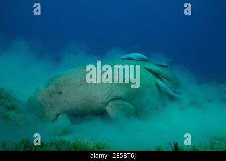 Dugong dugon, dugong, Gabelschwanzseekuh, Ekeneis naucrates, Remora, Gestreifter Schiffshalter, Coraya Beach, Rotes Meer, Ägypten, Rotes Meer, Ägypten Stockfoto