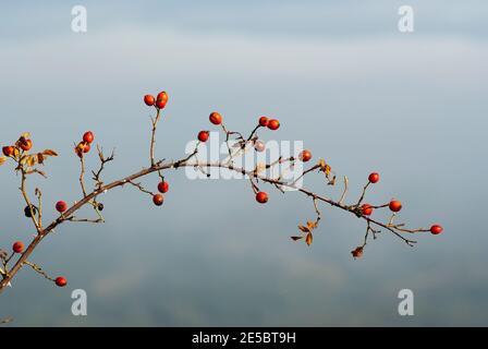 Reife rote Beeren von Hundsrosen (Rosa canina) in Monte Amiata, Toskana, Italien Stockfoto