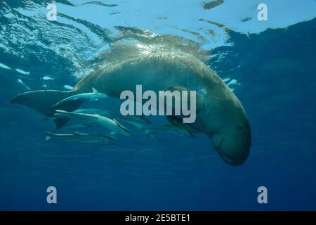 Dugong dugon, dugong, Gabelschwanzseekuh, Ekeneis naucrates, Remora, Gestreifter Schiffshalter, Coraya Beach, Rotes Meer, Ägypten, Rotes Meer, Ägypten Stockfoto