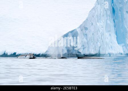 Eine Schote Buckelwale in der Nähe eines riesigen blauen Eisbergs In der Antarktis Stockfoto