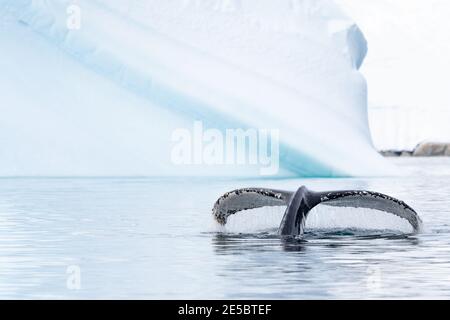 Ein Buckelwal zeigt seinen fluke in der Nähe eines großen Eisbergs In der Antarktis Stockfoto