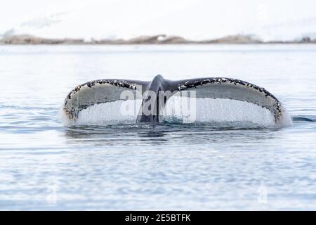 Ein Buckelwal taucht und Wasserströme aus seiner mächtigen Schwanz Stockfoto