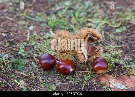 Kastanien auf dem Boden im Monte Amiata Wald, Toskana, Italien Stockfoto