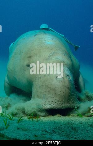 Dugong dugon, dugong, Gabelschwanzseekuh, Ekeneis naucrates, Remora, Gestreifter Schiffshalter, Coraya Beach, Rotes Meer, Ägypten, Rotes Meer, Ägypten Stockfoto