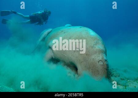 Dugong dugon, dugong, Gabelschwanzseekuh, Ekeneis naucrates, Remora, Gestreifter Schiffshalter, Coraya Beach, Rotes Meer, Ägypten, Rotes Meer, Ägypten Stockfoto