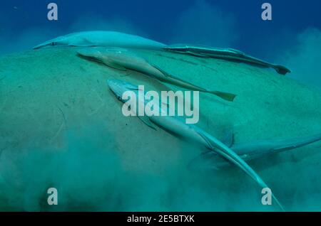 Dugong dugon, dugong, Gabelschwanzseekuh, Ekeneis naucrates, Remora, Gestreifter Schiffshalter, Coraya Beach, Rotes Meer, Ägypten, Rotes Meer, Ägypten Stockfoto