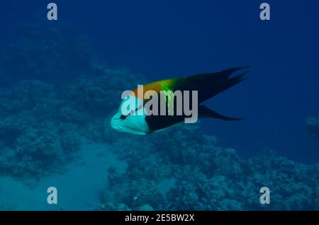 Epibulus insidiator, Slingjaw Lippfisch, männlich, terminale Phase, terminale Phase, Coraya Beach, Rotes Meer, Rotes Meer, Ägypten Stockfoto