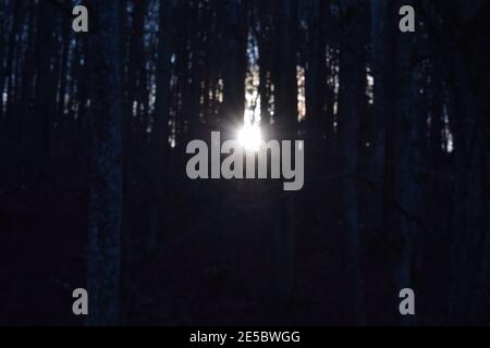 Niedrige Wintersonne im Wald Stockfoto
