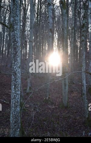 Niedrige Wintersonne im Wald Stockfoto