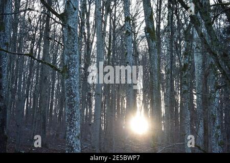 Niedrige Wintersonne im Wald Stockfoto