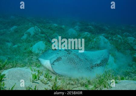 Himantura uarnak, reticulate whipray, Leopard-Stachelrochen, Stechrochen, Coraya Beach, Rotes Meer, Ägypten, Rotes Meer, Ägypten Stockfoto