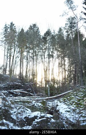 Niedrige Wintersonne im Wald Stockfoto
