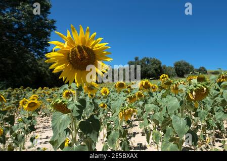 Schönes Sonnenblumenfeld in Spanien Stockfoto