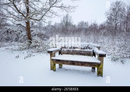 Schneebedeckte Holzbank neben Waldwanderweg, Snelsmore Common, Newbury, Berkshire, England, Großbritannien, Europa Stockfoto