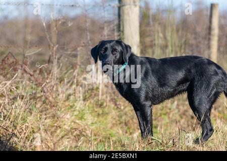 Portrait eines niedlichen schwarzen Labradors, der auf einem Feld steht Stockfoto