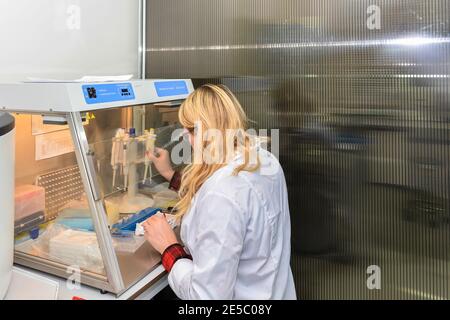 Arbeitsplatz des Labormitarbeiters. Ausrüstung für die biologische Forschung. Stockfoto