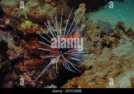 Pterois radiata, Rotfeuerfisch, Strahlen-Feuerfisch, Coraya Beach, Rotes Meer, Ägypten, Rotes Meer, Ägypten Stockfoto